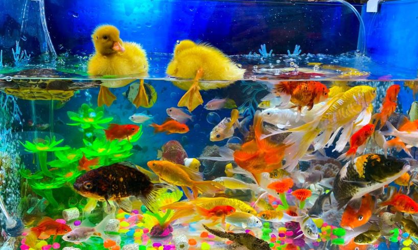 Put The Fish In The Tank - Baby Cute Animals Video - DIY Aquarium - GoldFish Snakehead Duck Betta