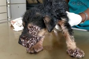 Removing Monster Mango worms From Helpless Dog ! Animal Rescue Video 2021 #13