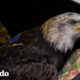 Rescatistas ayudan a un águila calva a volar otra vez | El Dodo