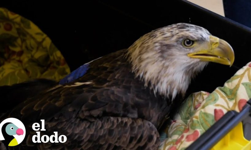 Rescatistas ayudan a un águila calva a volar otra vez | El Dodo