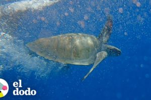 Rescatistas usan miel para salvar la vida de una tortuga marina | El Dodo