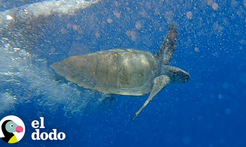 Rescatistas usan miel para salvar la vida de una tortuga marina | El Dodo