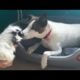 Rescue Dog Gets An Unusual Friend And The Happiest Life Ever!