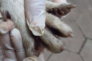 [ Rescue Dog ] How to remove ticks from dog #22