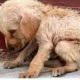 Rescue Dog Who Gave Birth Near Electrical Power Lines | Heartbreaking Animal Rescues