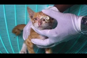 Rescue Kitten By Cleaning eyes - Kitten Rescue