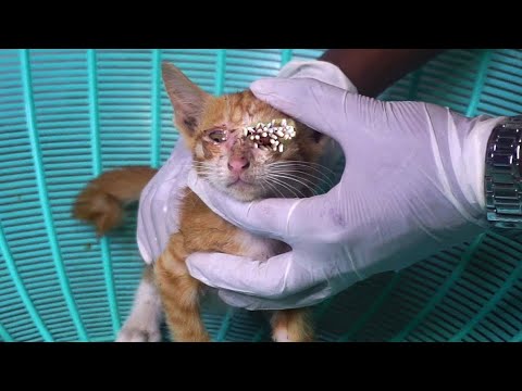 Rescue Kitten By Cleaning eyes - Kitten Rescue