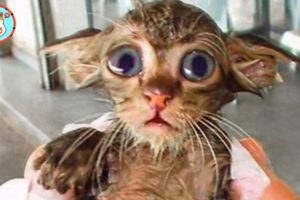 Rescue Kitten Thin and Desperate For Food From Light Pole | Heartbreaking Animal Rescues