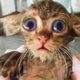 Rescue Kitten Thin and Desperate For Food From Light Pole | Heartbreaking Animal Rescues