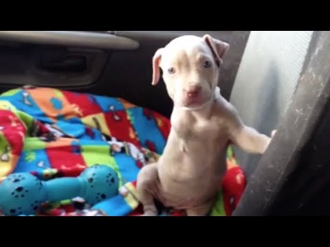 Rescue Poor Tiny Puppy Three-Legged Was Found In A Park