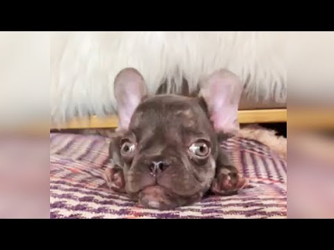 Rescue Tiny Frenchie Bulldog Is Extremely Adorable And Playful