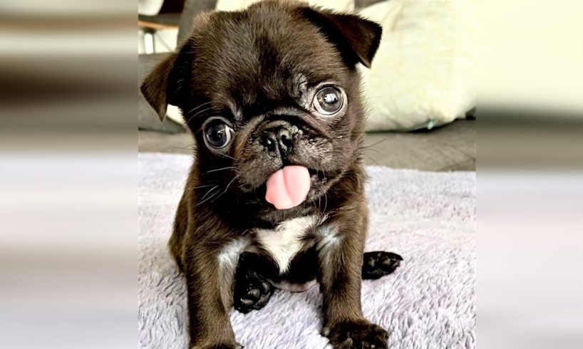 Rescue Tiny Pug Was Born With A Cleft Palate
