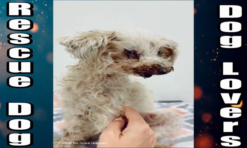 Rescue dog videos - animal rescue - the dodo dogs
