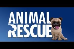 Rescue operation | Animal Rescue operation | Kumar Sunny Videos