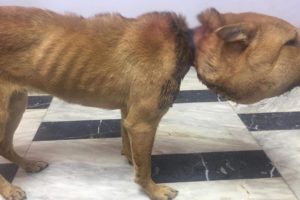 Rescue poor dog deformed his entire face ,Very Weak, Blind Waiting for Deathh