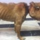 Rescue poor dog deformed his entire face ,Very Weak, Blind Waiting for Deathh