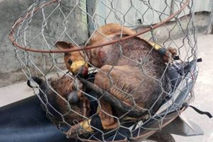 Rescue the mother dog and the poor puppy who was tied up in a basket to sell