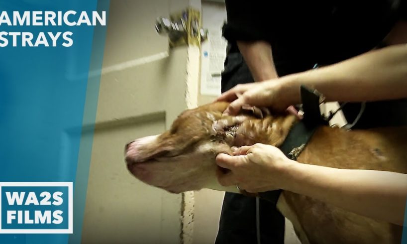 Rescued Homeless Bait Dogs from Abandoned Detroit House! American Strays - Hope For Dogs | My DoDo