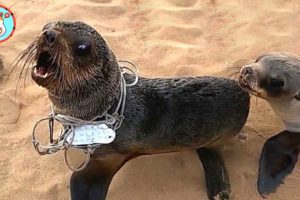 Rescued Seal Returns to the Wild After Sydney Storm | Heartbreaking Animal Rescues