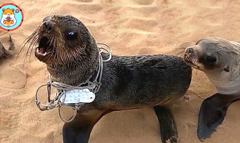Rescued Seal Returns to the Wild After Sydney Storm | Heartbreaking Animal Rescues