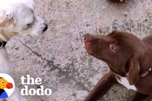 Rescued Stray Dog Gets The Perfect Sister | The Dodo Heroes