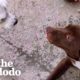 Rescued Stray Dog Gets The Perfect Sister | The Dodo Heroes