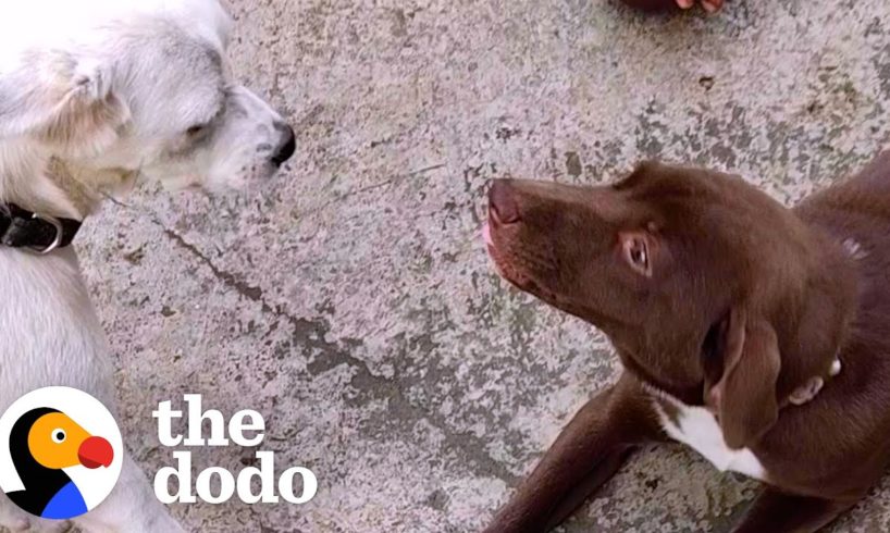 Rescued Stray Dog Gets The Perfect Sister | The Dodo Heroes