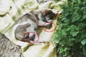 Rescues the poor dog whose legs were amputated in Kislovodsk