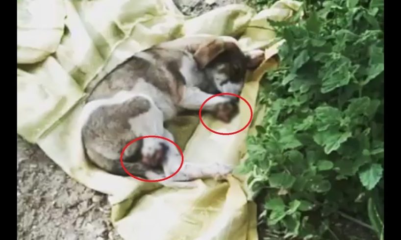 Rescues the poor dog whose legs were amputated in Kislovodsk