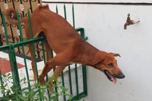 Rescuing the poor dog that was stuck on the fence, with his lungs punctured when he was chased