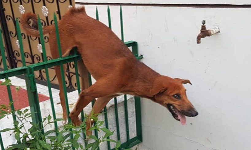 Rescuing the poor dog that was stuck on the fence, with his lungs punctured when he was chased