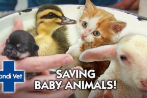 SAVING BABY ANIMALS 🐣🐾  | Compliation | Bondi Vet