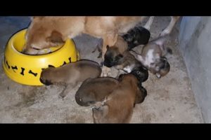 Save and feeding cute mama with cute puppies