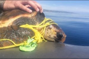 Saving animals from plastic and balloons!