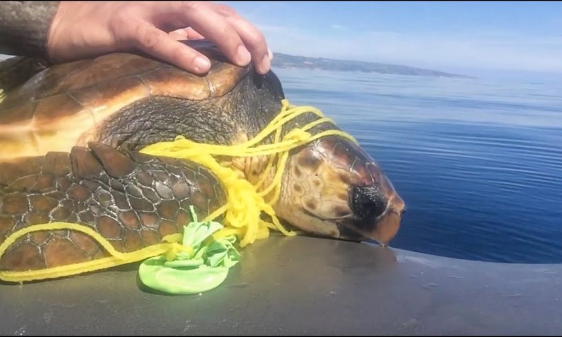 Saving animals from plastic and balloons!