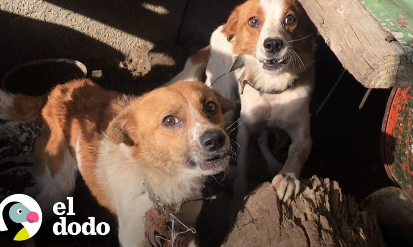 Se suponía que estos perros que fueron adoptados separados nunca volverían a verse | El Dodo