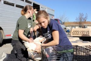 Second Largest Farm Animal Rescue Effort in U.S. History