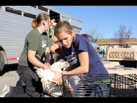 Second Largest Farm Animal Rescue Effort in U.S. History