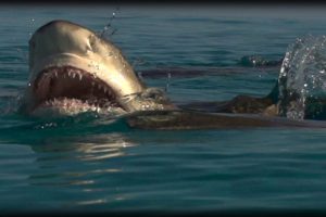 Shark Attack 01 - Shark vs Shark - Dangerous Animals