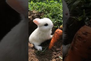 #Shorts Cute & Funny Baby Bunny Videos Compilation | Ma Cutest Pets