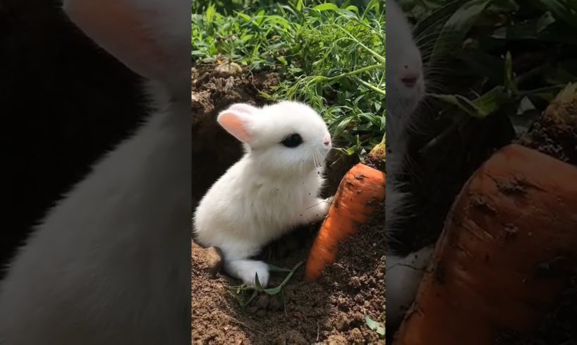 #Shorts Cute & Funny Baby Bunny Videos Compilation | Ma Cutest Pets