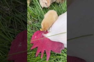 #Shorts Cute & Funny Baby Chicken Videos Compilation | Ma Cutest Pets