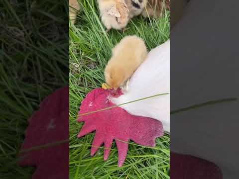 #Shorts Cute & Funny Baby Chicken Videos Compilation | Ma Cutest Pets