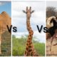 #Shorts animal fight , giraffe camel and ostrich fight #k3factsfactory