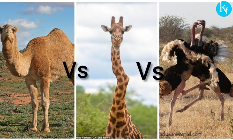 #Shorts animal fight , giraffe camel and ostrich fight #k3factsfactory