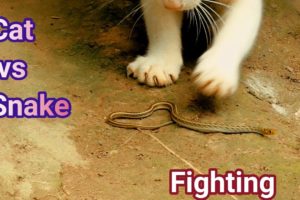 Snake vs cat fighting,who wins/ full hd animals fighting video