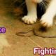 Snake vs cat fighting,who wins/ full hd animals fighting video
