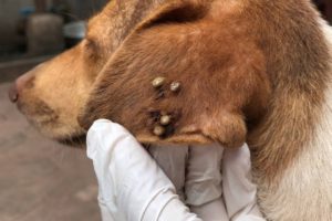 [ So Cute Dog ] How to remove ticks from dog #48