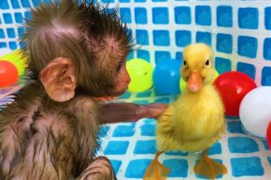 So cute ducklings and Bon Bon baby monkey rolling down the slide full of rainbow balls
