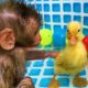 So cute ducklings and Bon Bon baby monkey rolling down the slide full of rainbow balls